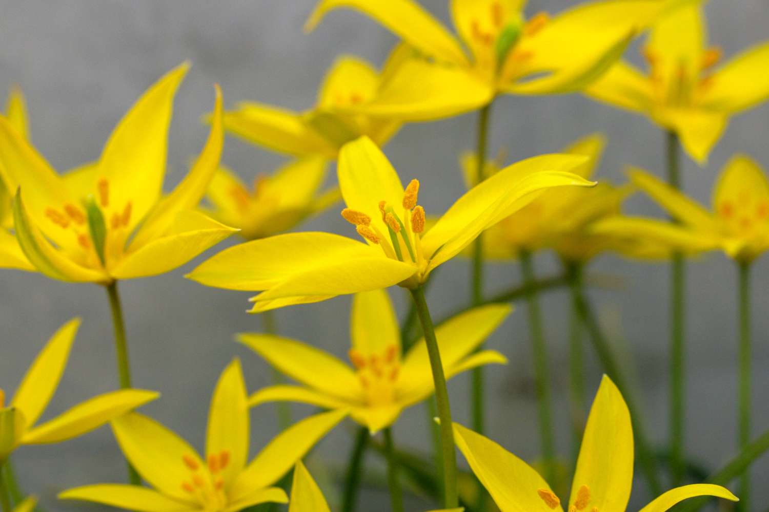Botaaninen tulppaani 'Sylvestris'